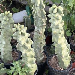 Totem Pole Cactus Rooted in Pots 