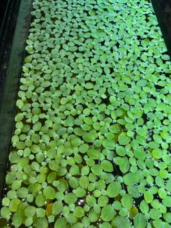 Water lettuce
