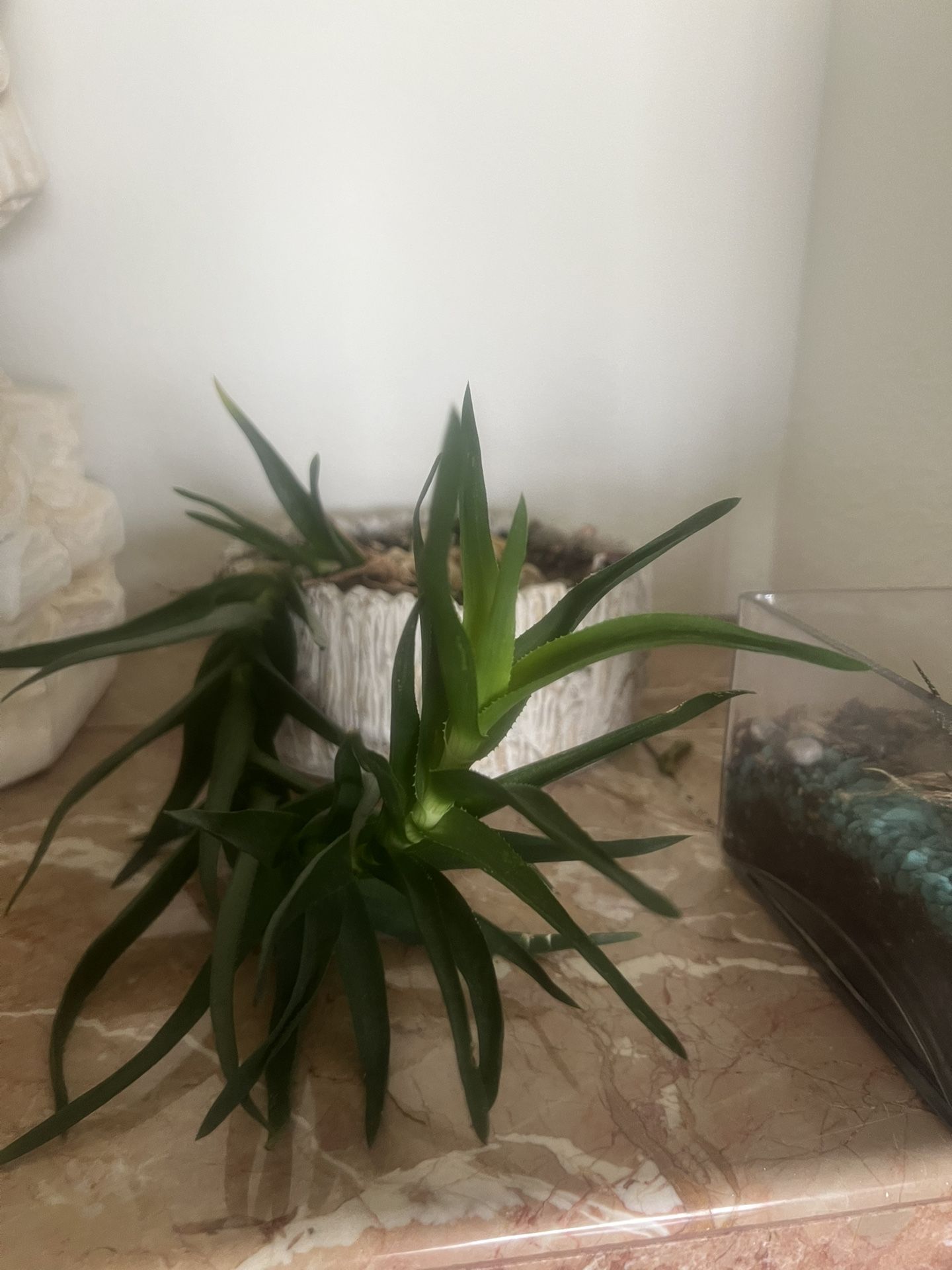 Succulent Plant