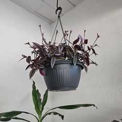 Cute Mini Hanging Plant