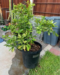 Mature seedless lime and Naval orange and lemon trees in 15 gallon pots.