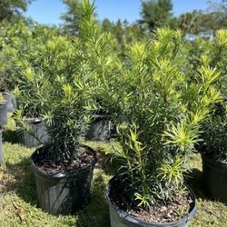 Podocarpus Hedge Plants