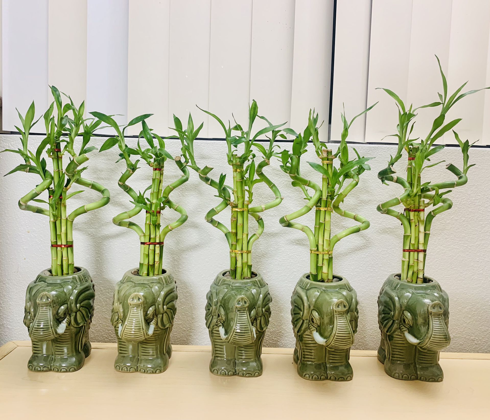 Lucky Bamboo Live Plant In Ceramic Elephant Pot About 15" Tall $15/each