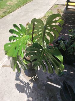 Monstera giants leaf