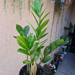 Green Z Z Plant $18