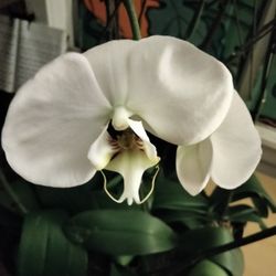 White Phalaenopsis Orchids