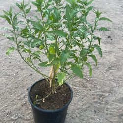 Epazote Plant