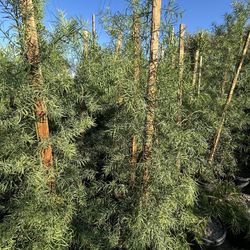 Podocarpus 15 Gallons & 24 Gallons