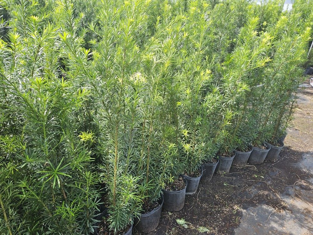 podocarpus over 4 feet tall Instant Privacy Hedge For Fence Green Full Ready