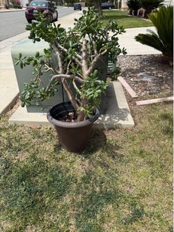 Plant