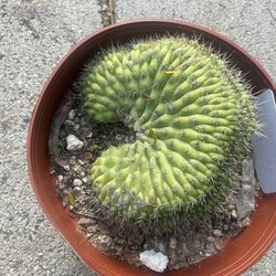 Crested Cactus In A 6 Inch Pot 