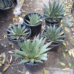plant with pot $25 for each pot 