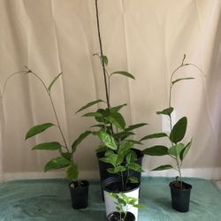 Yellow Passion Fruit