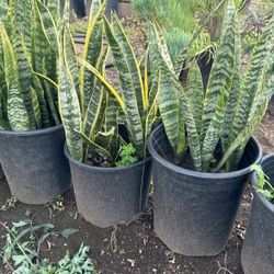 Snake Plant