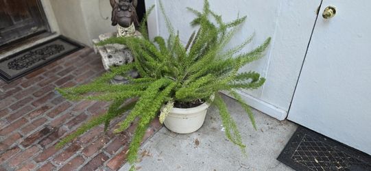 2 Matching Asparagus Ferns 4 Foot 18 In Pot
