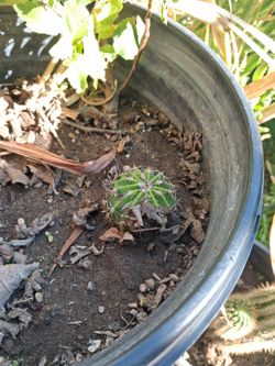 Tiny cactus