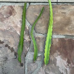 Dragon Fruit 3 Feet Long
