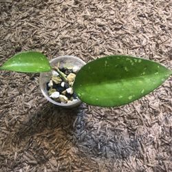 Hoya Potsii
