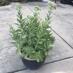 Healthy flowering Stonecrop plant in a ceramic pot
