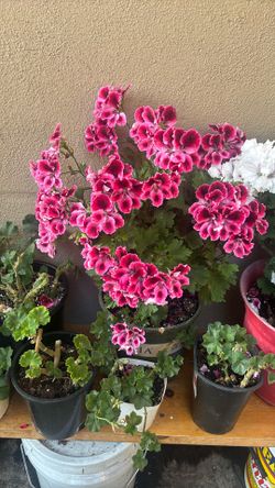 Beautiful Pink Flower