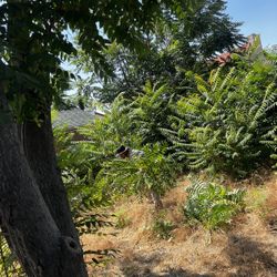 Fence 