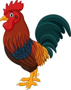 Gallos Kikirikis