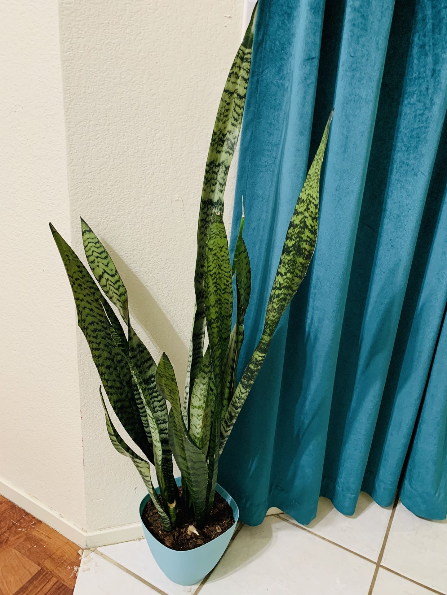 ♥️BEST PLANT ON PLANET♥️Snake Plants In 8”pot((4 Feet Tall)