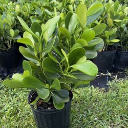 CLUSIA PLANT (makes cool hedging for walk or drive way also garden border)