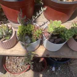 Small Succulent Plants