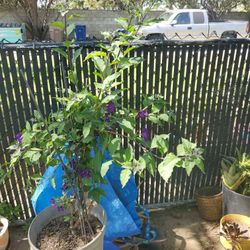 Arbol   Flor Morada /  Blue Potato Buch