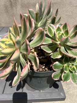Plants successfully