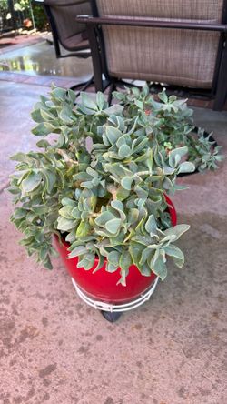 Succulent in red pot