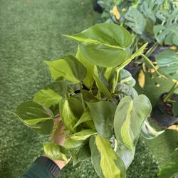 Philodendron Brasil 6 Inch 