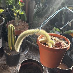Golden Monkey Tail