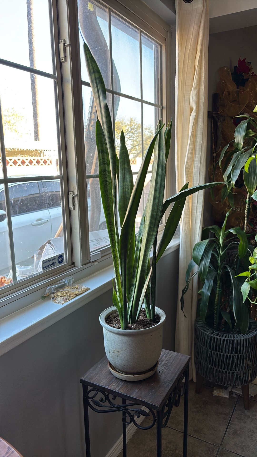 la planta lengua de suegra hermosa