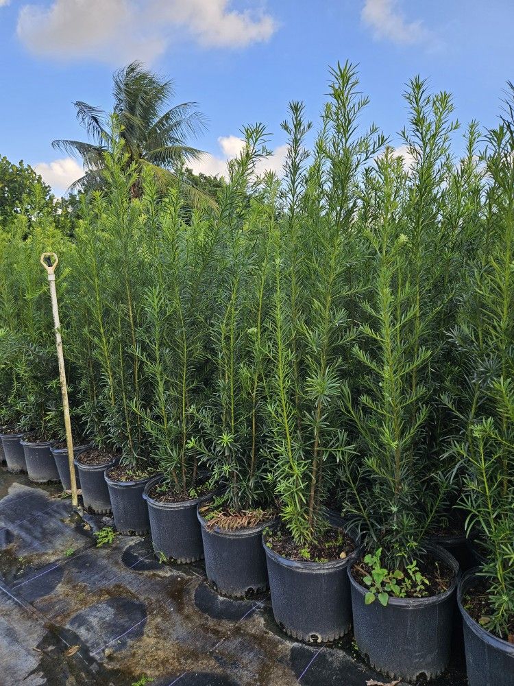 podocarpus  Only  $22