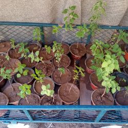 Chile Chiltepin Plant 