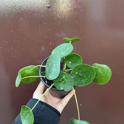 4” pilea money plant