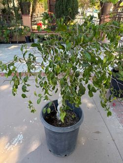 4 feet ficus tree