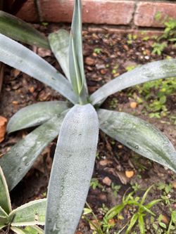 Agave Plant