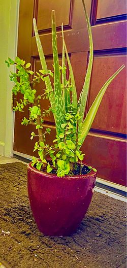 Aloe vera and elephant food