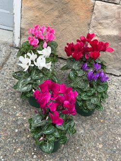 Cyclamen Plants $6 each