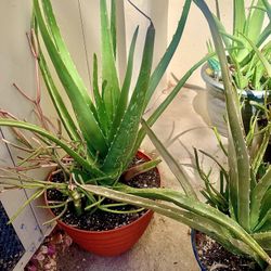 Aloe Vera Plants And Fire Stick Plants
