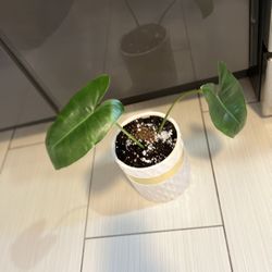 Houseplant Burple Max Philodendron In Ceramic Planter