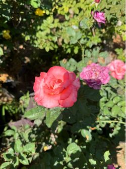 English and Japanese rose bushes