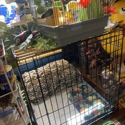 Dog Cage