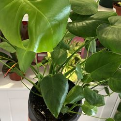6in Monstera W/  Pot