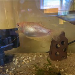 Gold Gourami 