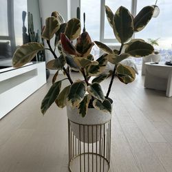 Tineke Rubber Plant with planter and stand 