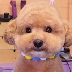 Dog Brushes, Collars,Combs, Shampoo, Grooming 